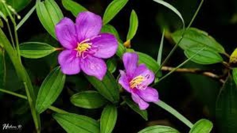 හීන් බෝවිටියා (Osbeckia octandra) කොළවලින් කැඳ සෑදීම